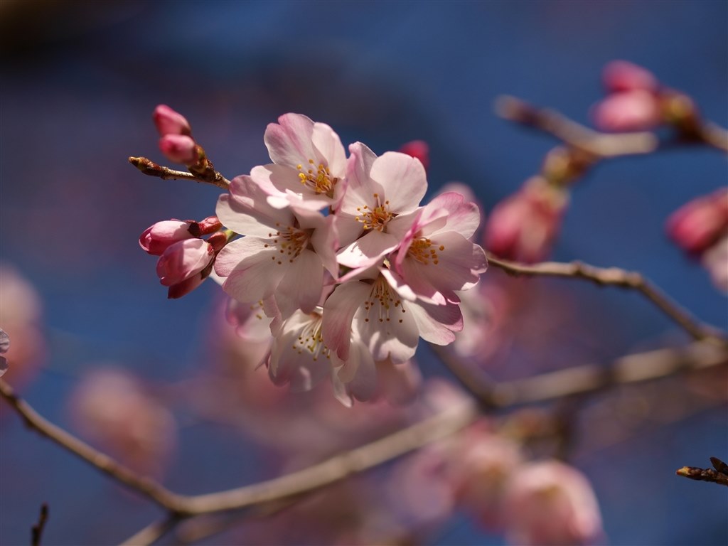 オリンパス ZUIKO DIGITAL 50mm F2.0 単焦点 写り◎ 小難 オリンパス ZUIKO DIGITAL 50mm F2.0 単焦点 写り◎ 小難