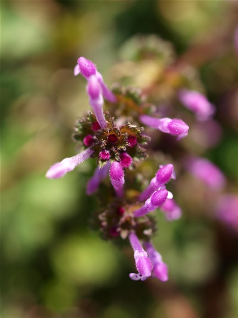 さすが銘玉と呼ばれるレンズ！フォーサーズ機遣いなら必携かも