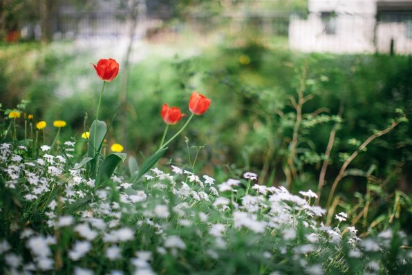 【美品】Canon EF50mm F1.2L USM（作例あり） RF 50mm / f1.2L USM with Eos R - FOTONE フォトン - カメラ