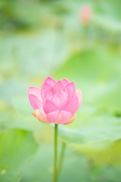 TOKINA atx-m 85mm F1.8 FE投稿画像・動画 - 価格.com
