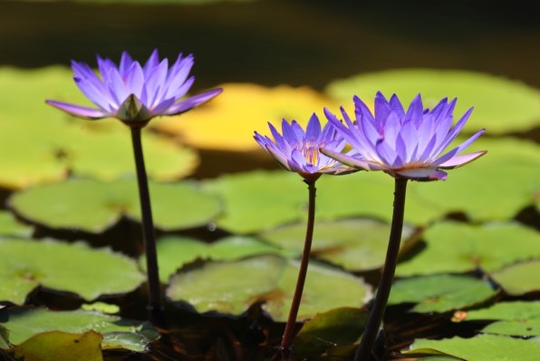 CANON EF300mm F4L IS USM投稿画像・動画 - 価格.com