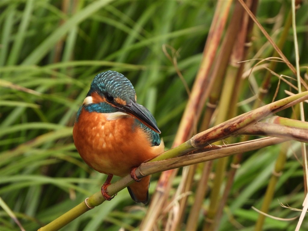 唯一無二の超長望遠だが欠点もどっさり』 ニコン COOLPIX P1000 新・元