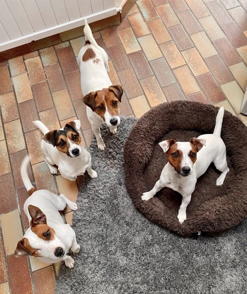 snoopy様❤ジャックラッセルテリア お雛様 オブジェ