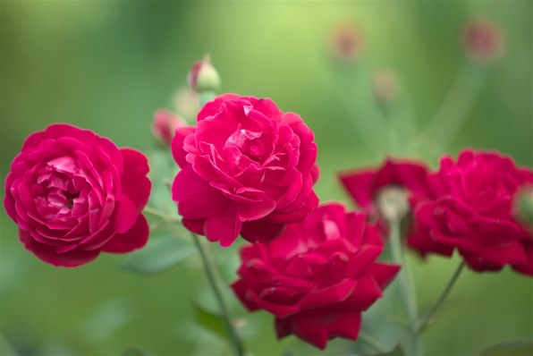 CANON EF70-200mm F4L IS II USM レビュー評価・評判 - 価格.com CANON EF70-200mm F4L IS II USM レビュー評価・評判 - 価格.com