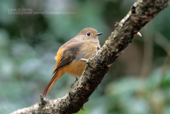 パナソニック LEICA DG ELMARIT 200mm/F2.8/POWER O.I.S. H-ES200投稿