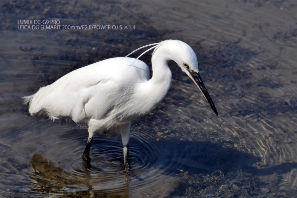 パナソニック LEICA DG ELMARIT 200mm/F2.8/POWER O.I.S. H パナソニック LEICA DG ELMARIT 200mm/F2.8/POWER O.I.S. H