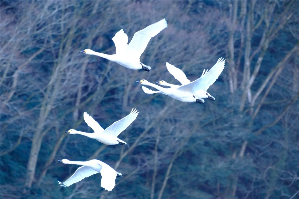 白鳥を撮ってみました』 富士フイルム FUJIFILM X-T5 ボディ 白鳥を撮ってみました』 富士フイルム FUJIFILM X-T5 ボディ