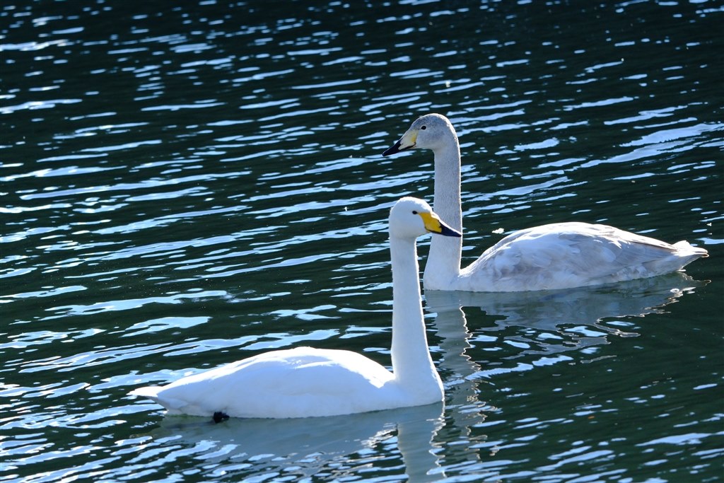 【はっぱ様】fujifilm DSCF1844 | Zengame | Flickr