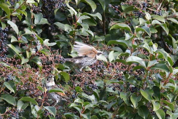 シグマ 100-400mm F5-6.3 DG OS HSM [ニコン用]投稿画像・動画 - 価格.com