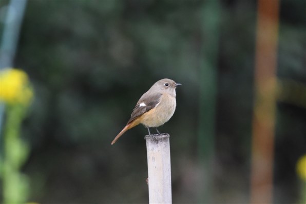 シグマ 100-400mm F5-6.3 DG OS HSM [ニコン用]投稿画像・動画 - 価格.com