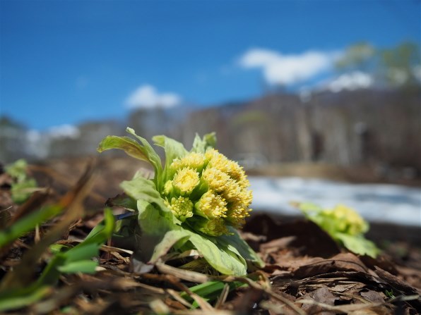 パナソニック LUMIX G 14mm/F2.5 ASPH. H-H014 価格比較 - 価格.com パナソニック LUMIX G 14mm/F2.5 ASPH. H-H014 価格比較 - 価格.com