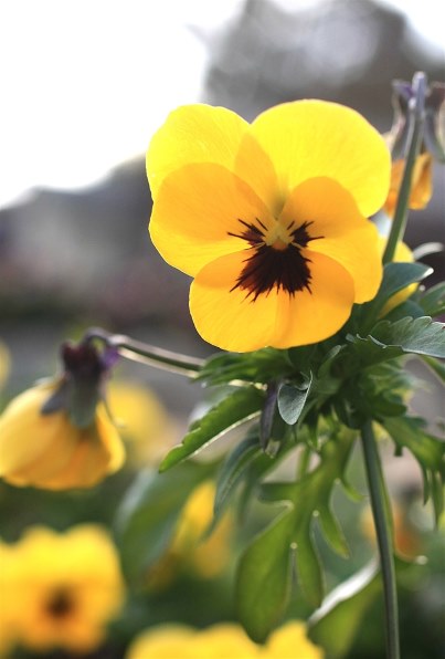 CANON EF50mm F2.5 コンパクトマクロ投稿画像・動画 - 価格.com CANON EF50mm F2.5 コンパクトマクロ投稿画像・動画 - 価格.com