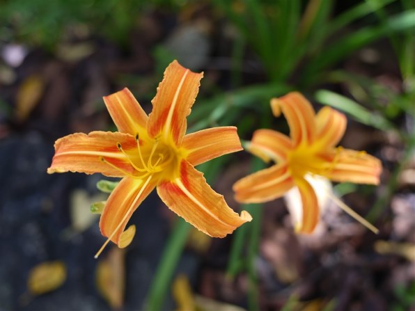LUMIX G2 ミラーレス　作例あり パナソニック LUMIX DMC-G2 ボディで撮影された写真 (レビュー