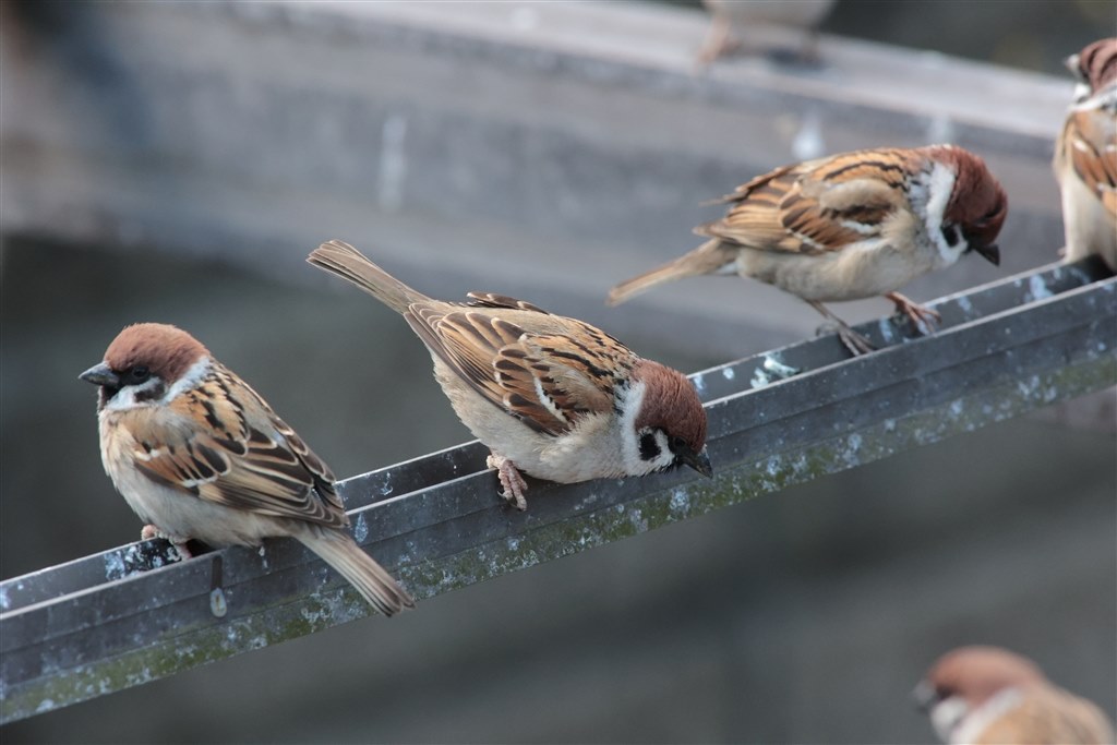 まだまだ現役』 CANON EF500mm F4.5L USM ハクコさんのレビュー評価・評判 - 価格.com