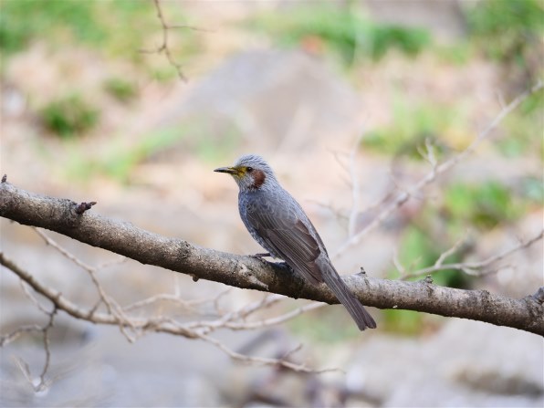 オリンパス M.ZUIKO DIGITAL ED 75-300mm F4.8-6.7 II [ブラック