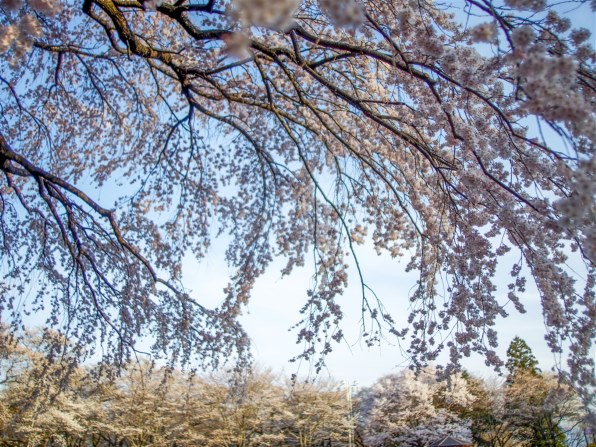 シグマ 20mm F1.8 EX DG ASPHERICAL RF投稿画像・動画 - 価格.com シグマ 20mm F1.8 EX DG ASPHERICAL RF投稿画像・動画 - 価格.com