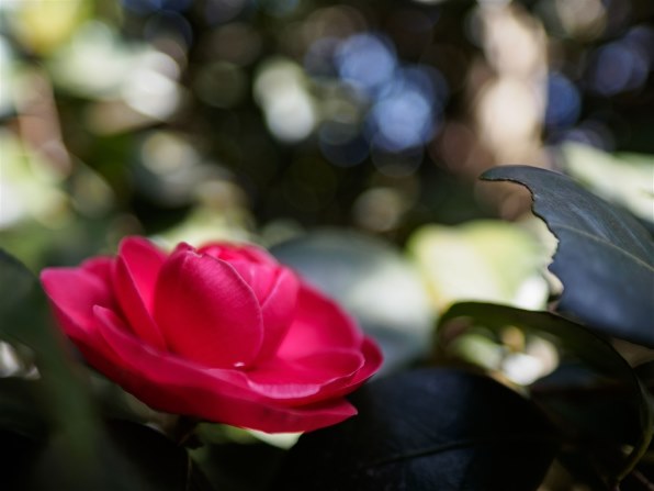 シグマ 20mm F1.8 EX DG ASPHERICAL RF投稿画像・動画 - 価格.com シグマ 20mm F1.8 EX DG ASPHERICAL RF投稿画像・動画 - 価格.com