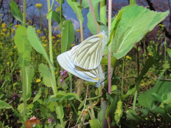 CANON PowerShot SX740 HS [シルバー]投稿画像・動画 (レビュー