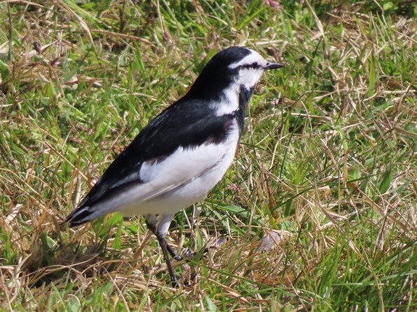 CANON PowerShot SX740 HS [シルバー]投稿画像・動画 (レビュー