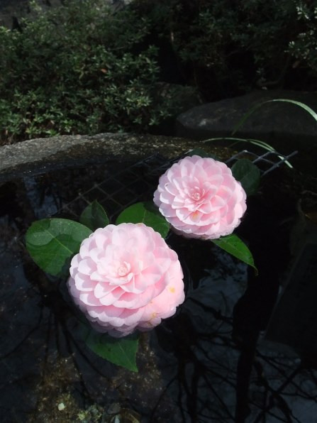 富士フイルム FinePix F200EXR投稿画像・動画 (レビュー) - 価格.com