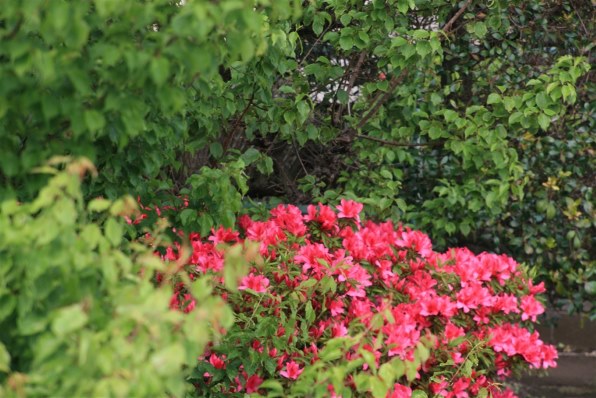 CANON EOS 30D ボディで撮影された写真 (レビュー) - 価格.com