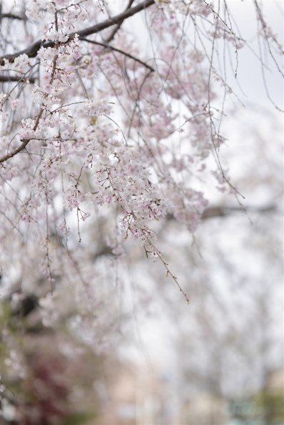 シグマ 105mm F1.4 DG HSM [キヤノン用]投稿画像・動画 - 価格.com