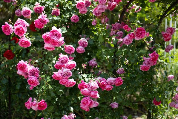 パナソニック LUMIX S 50mm F1.8 S-S50で撮影された写真 - 価格.com