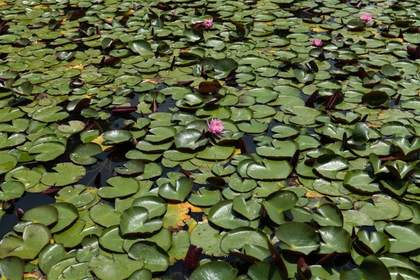 パナソニック LUMIX S 50mm F1.8 S-S50で撮影された写真 (レビュー