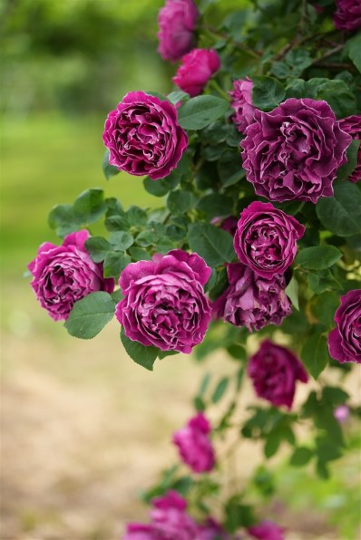 コシナ フォクトレンダー MACRO APO-LANTHAR 65mm F2 Aspherical投稿