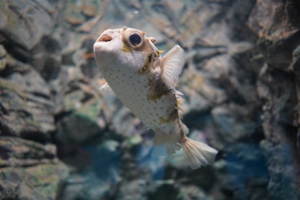 実写確認整備品」EXA1b・WL-F／PORST28mmf2.8Pフィルター付