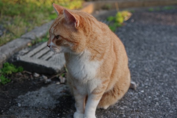 smc PENTAX-DA 35mmF2.4AL ペンタックス　白 PENTAX KF + DA35mmF2.4レンズセット クリスタルホワイト 数量