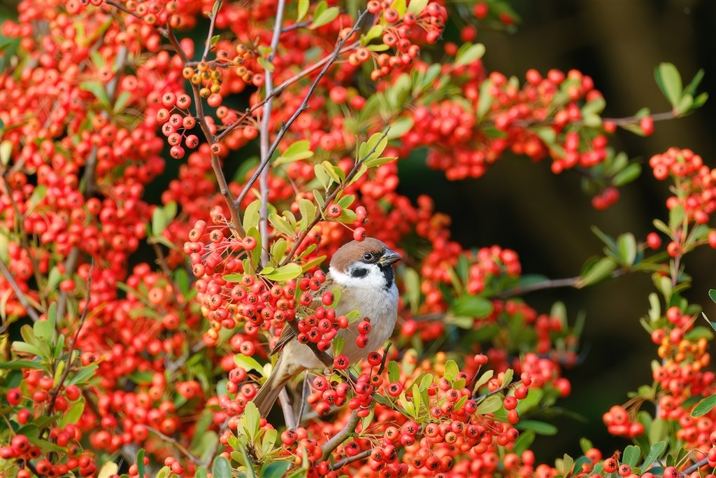 Fujiで野鳥撮影が楽しくなるレンズ』 富士フイルム フジノンレンズ