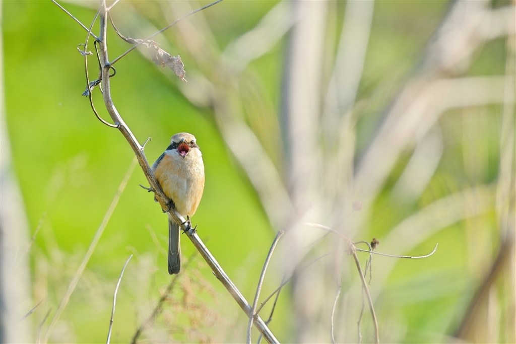 Fujiで野鳥撮影が楽しくなるレンズ』 富士フイルム フジノンレンズ