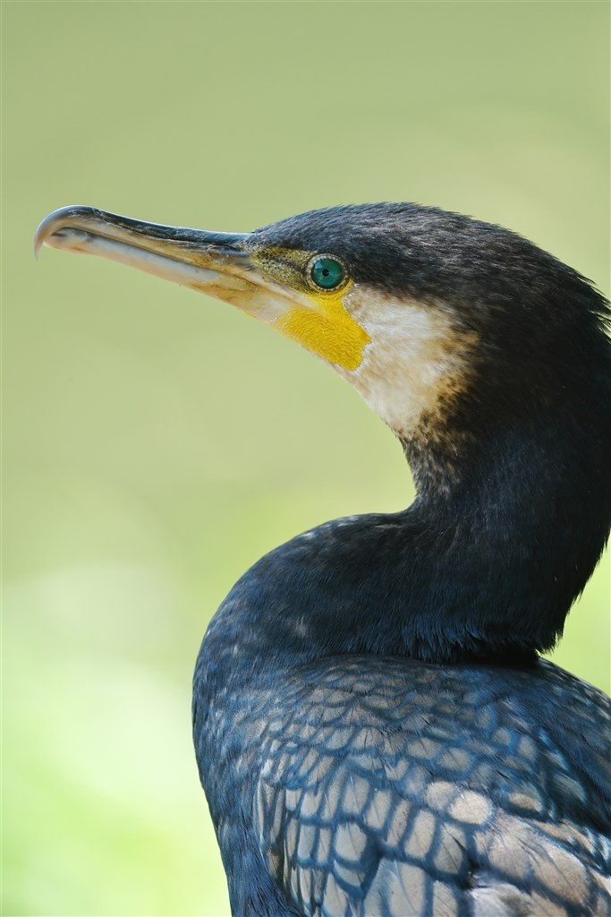 Fujiで野鳥撮影が楽しくなるレンズ』 富士フイルム フジノン Fujiで野鳥撮影が楽しくなるレンズ』 富士フイルム フジノン