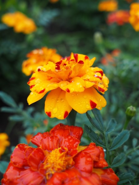 シグマ Art 19mm F2.8 DN シルバー マイクロフォーサーズ用 19mm F2.8 DN | レンズ | Sigma