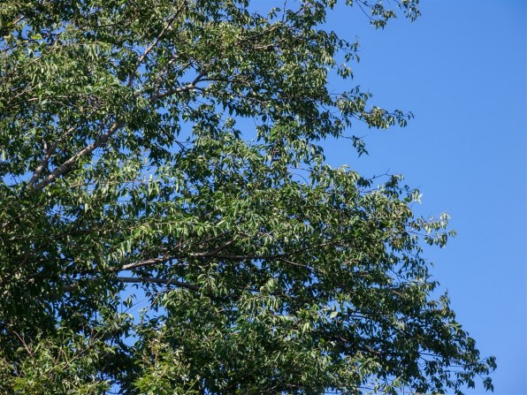 CANON PowerShot Pro1で撮影された写真 - 価格.com