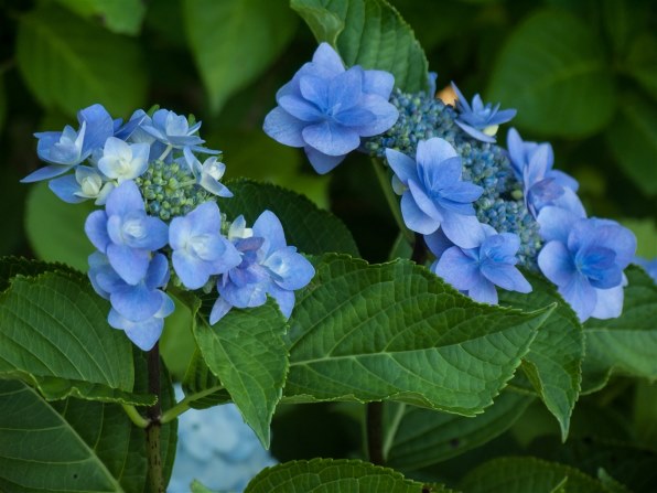 PowerShot Pro1 作例募集！』 CANON PowerShot Pro1 のクチコミ