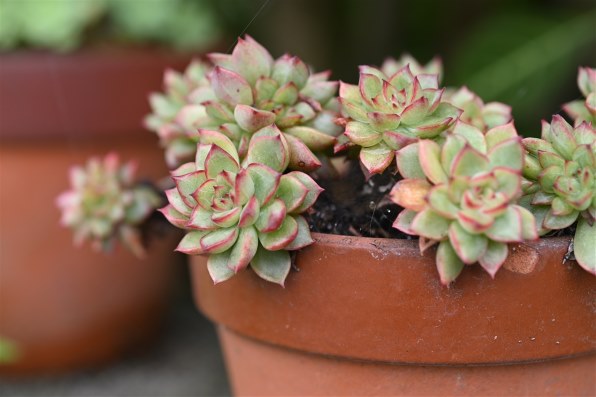 ニコン AI AF Micro-Nikkor 60mm f/2.8Dで撮影された写真 - 価格.com