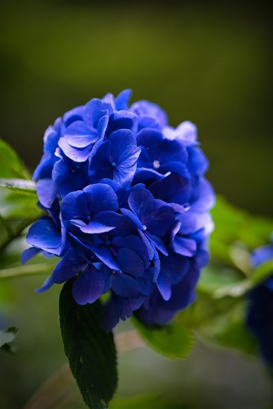 SAMYANG AF 135mm F1.8 FE 価格比較 - 価格.com