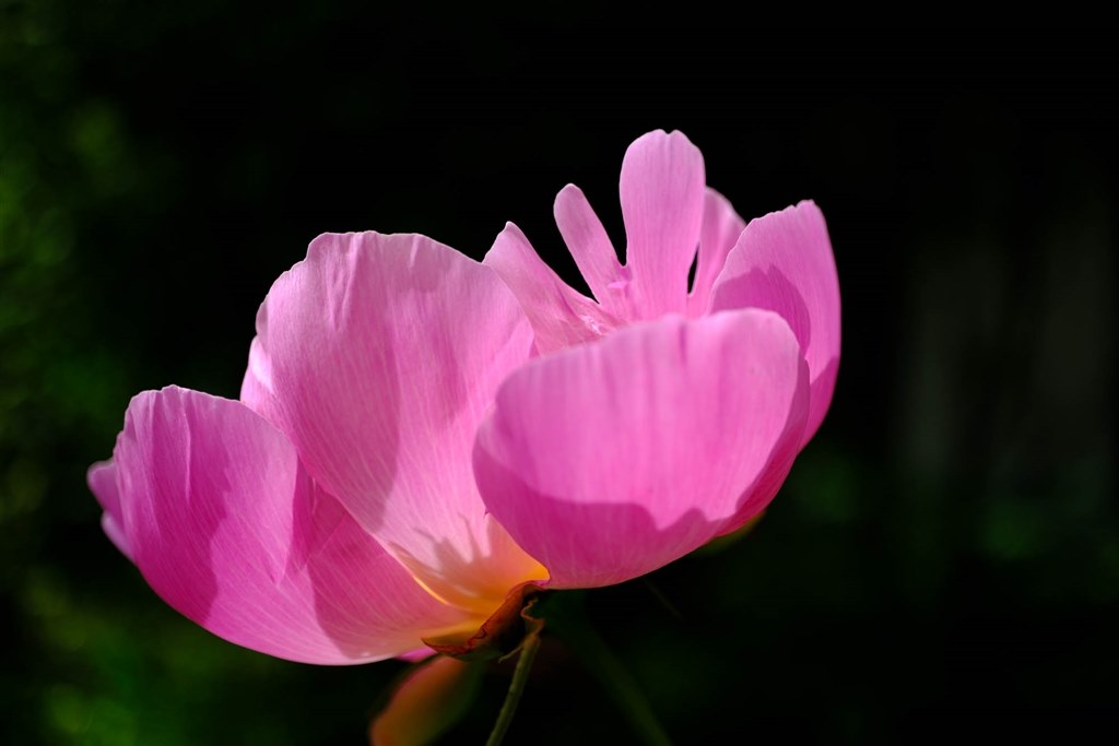 名玉XF60mmF2.4マクロと併用で、ご機嫌な高画質・常用マクロ』 富士