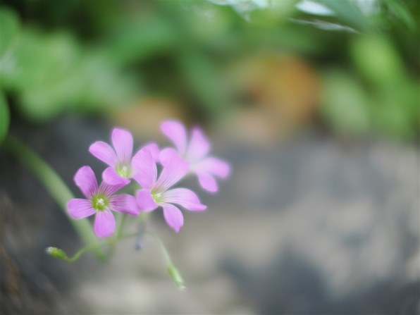 コシナ フォクトレンダー NOKTON 17.5mm F0.95投稿画像・動画 - 価格.com