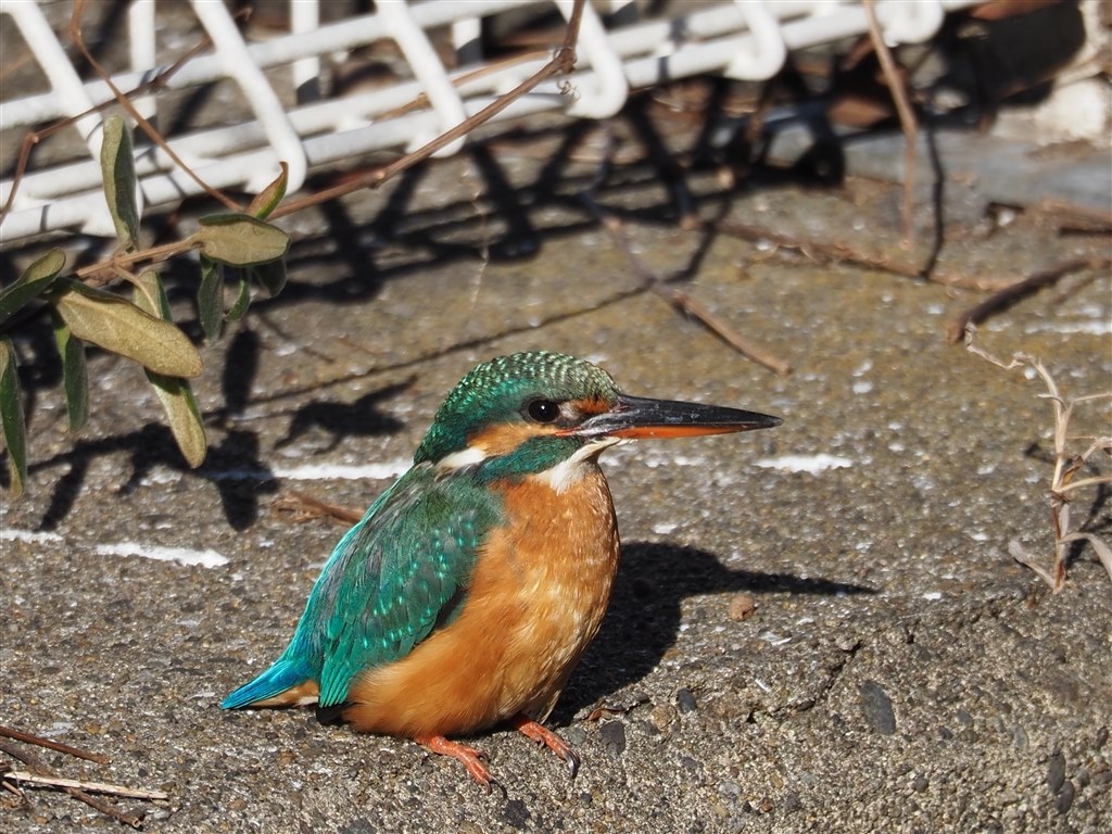 軽さは正義』 オリンパス M.ZUIKO DIGITAL ED 75-300mm F4.8-6.7 II