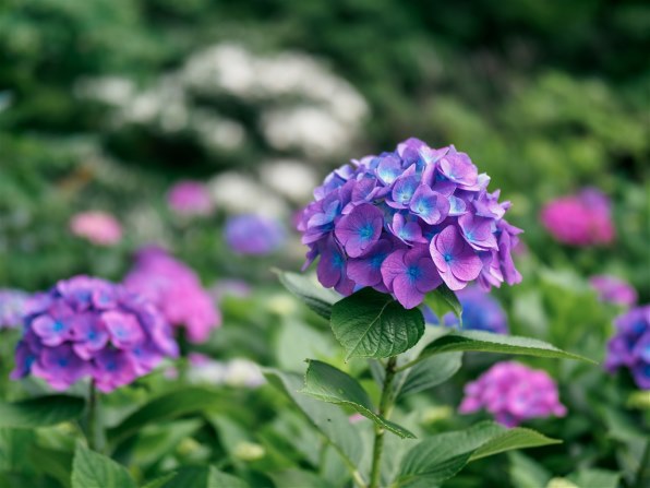オリンパス M.ZUIKO DIGITAL ED 25mm F1.2 PRO投稿画像・動画