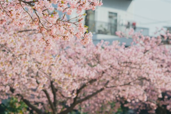 ニコン AI Nikkor 135mm F2.8S投稿画像・動画 (レビュー) - 価格.com