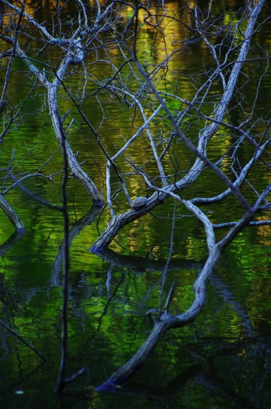 ペンタックス smc PENTAX-DA☆ 50-135mmF2.8ED[IF] SDM投稿画像