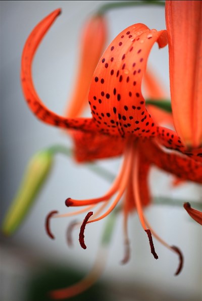シグマ MACRO 50mmF2.8 EX DG (ｷﾔﾉﾝ AF)投稿画像・動画 - 価格.com