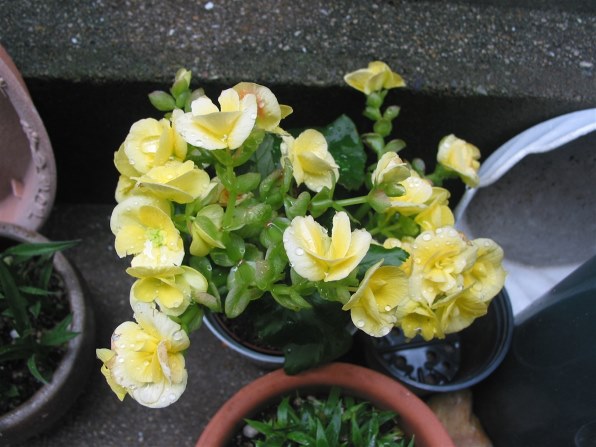 CANON PowerShot G2で撮影された写真 - 価格.com