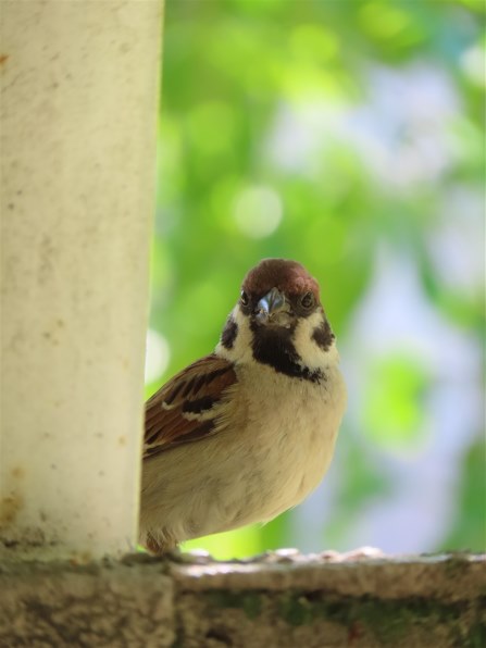 【作例アリ】Canon PowerShot SX740 HS シルバー CANON PowerShot SX740 HS [シルバー]投稿画像・動画 (レビュー