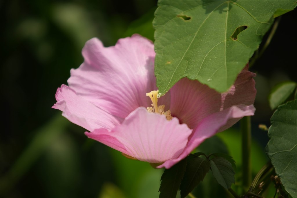 30年以上前に設計の普及版望遠ズームですが、十分実用できます