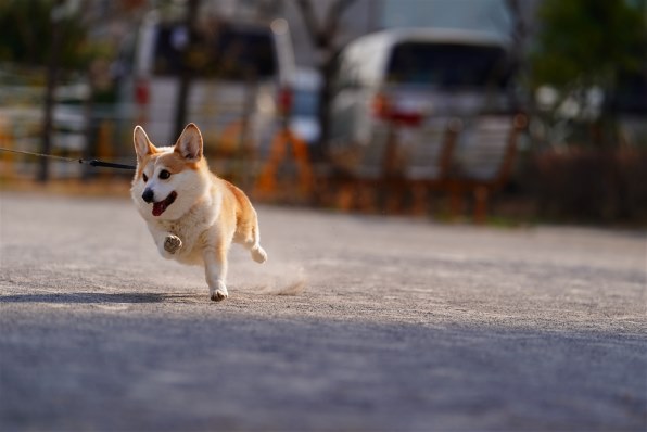 SONY α9 II ILCE-9M2 ボディ レビュー評価・評判 - 価格.com SONY α9 II ILCE-9M2 ボディ レビュー評価・評判 - 価格.com